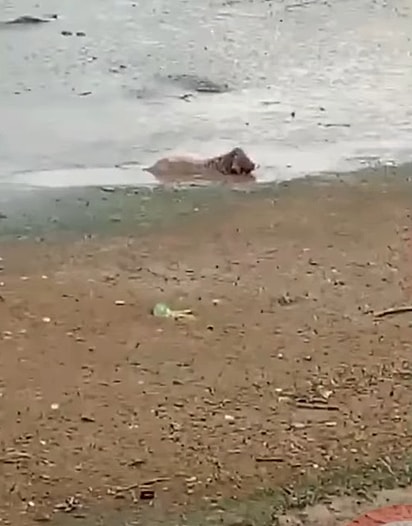 Mimo estava preso em um local impossível de acessar.