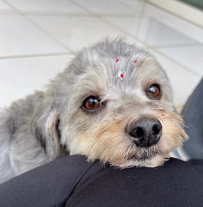 A mãe de Pingo.