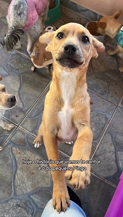 Sua mãe e irmã foram adotadas, mas Pingo continua no abrigo.