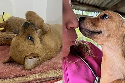 “Só porque não nasceu igual à mãe”: Filhote caramelo vê mãe e irmã serem adotadas enquanto ele segue esperando.