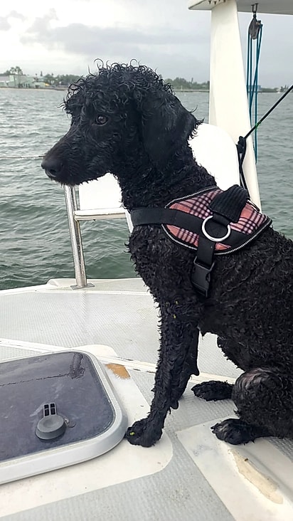 A cachorrinha se chama Dahlia e havia fugido naquele dia.