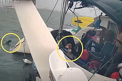 “A verdadeira heroína é a Stormieee”: Cadela beagle avista cão no mar e corre para avisar tutor