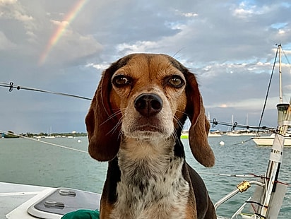 Stormieee, uma beagle de 5 anos.