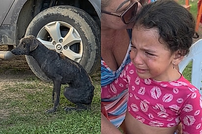“Ela não parava de chorar”: Menina encontra cão em situação triste durante férias e comove família com pedido.
