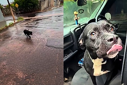 Casal de influenciadores recebe ajuda da comunidade para encontrar cachorrinha desaparecida