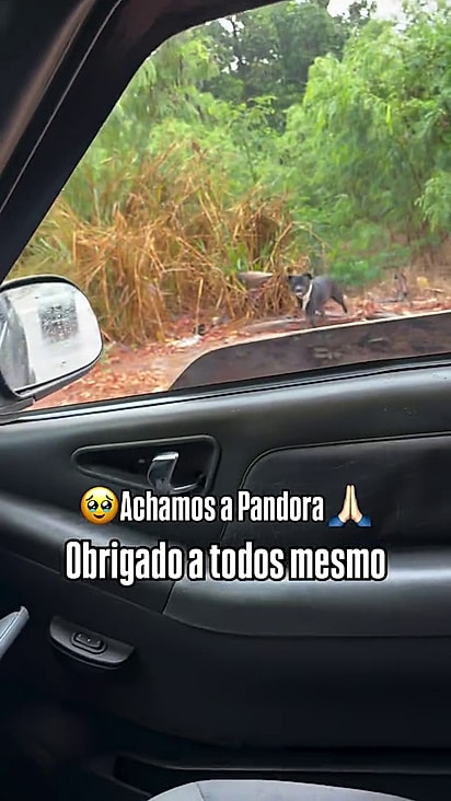A cachorrinha estava em um matagal.