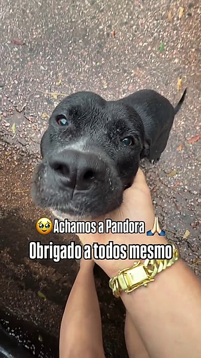 Pandora foi avistada por uma seguidora do tutor.