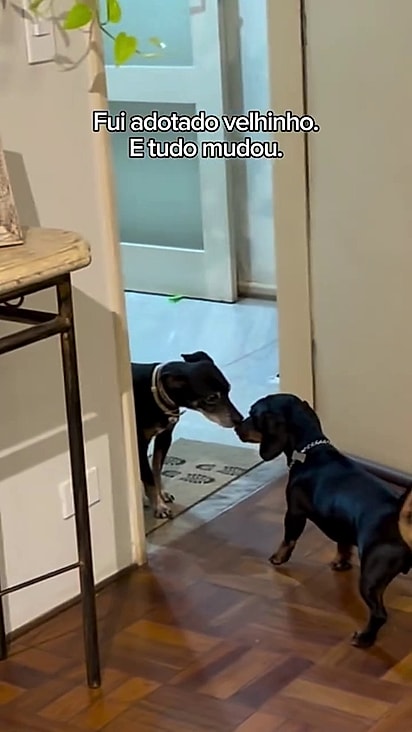 No novo lar, Bob ganhou uma caminha quentinha e um irmãozinho dachshund chamado Shoyu.