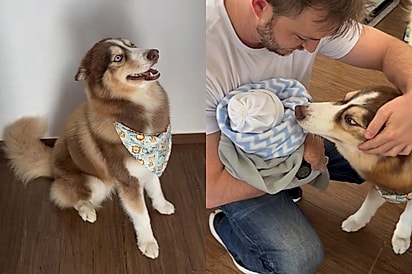 “Foi emoção demais!”: Husky conhece irmãozinho recém-nascido e tem reação que ninguém da família esperava.