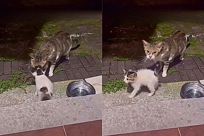 ‘Vai lá, filho! Ela vai cuidar melhor de você’: mãe gata deixa seu único filhote na porta de mulher que foi gentil com ela