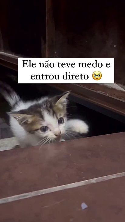 O gatinho entrou sozinho dentro da casa.
