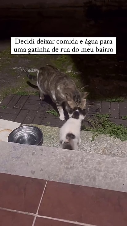 A humana aceitou adotar o filhote.