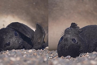 “Um bebê fazendo coisas de bebê”: Fotógrafo registra filhote de elefante-marinho em suas primeiras horas de vida