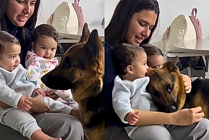 “Grande demais para ficar perto de bebês”: Cão pastor prova que seu tamanho não define a delicadeza