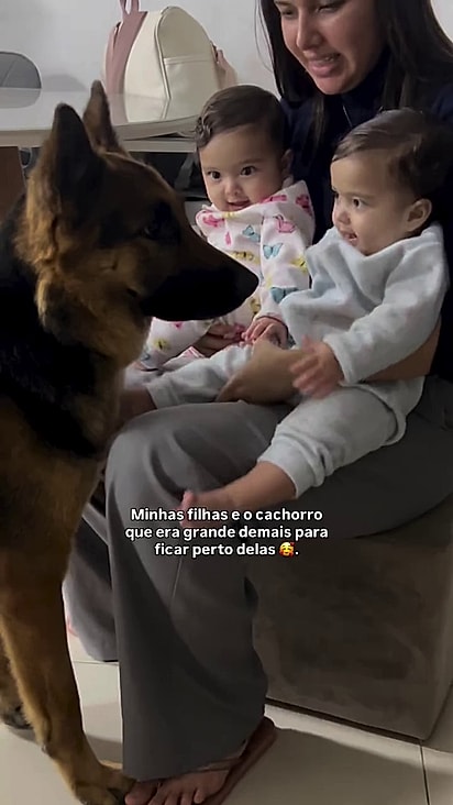 O cão está sempre perto das bebês.