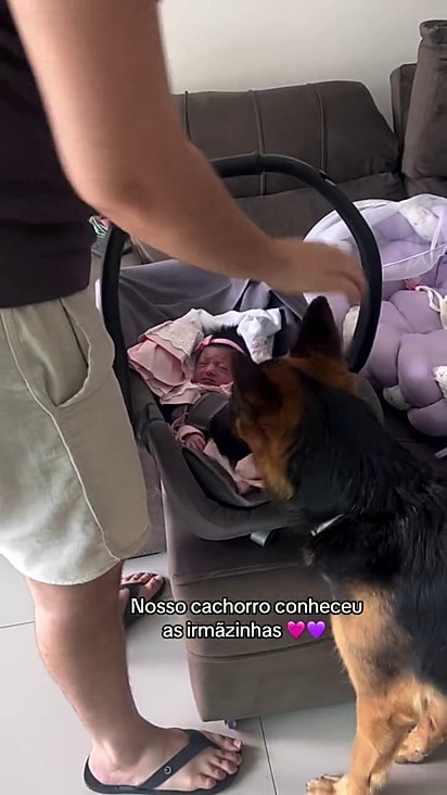 O cão foi cuidadoso desde o primeiro dia.