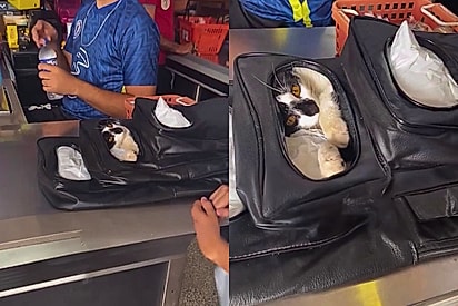 Gato empacotador: felino resgatado vira atração em supermercado ao proteger sacolas plásticas