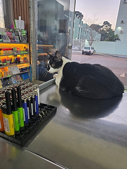 Jorginho foi adotado após aparecer no local filhote.