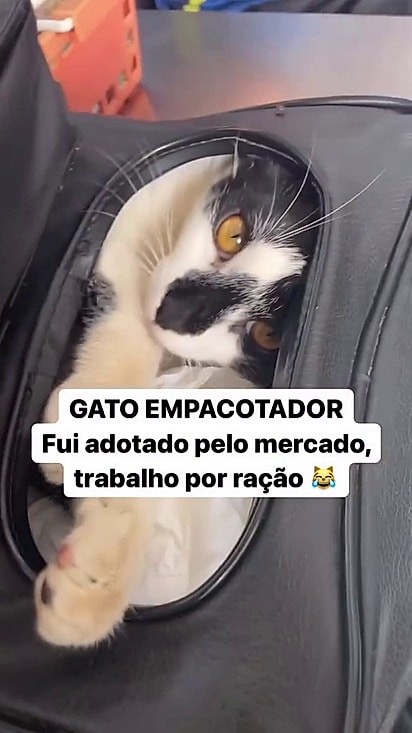 O gato toma conta do supermercado.