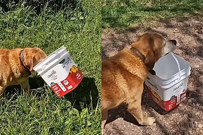 “O melhor AUjudante”: Empolgado, labrador amarelo carrega balde para ajudar tutora a colher laranjas