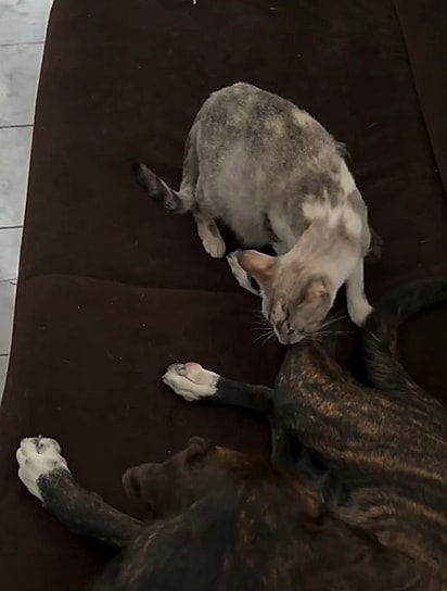 A gata começou a mordiscar a pata de Rufus para chamar atenção.