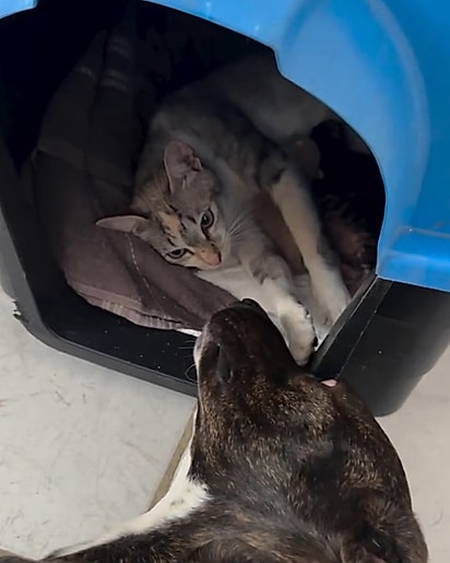 Rufus cuidando da gata e dos bebês.