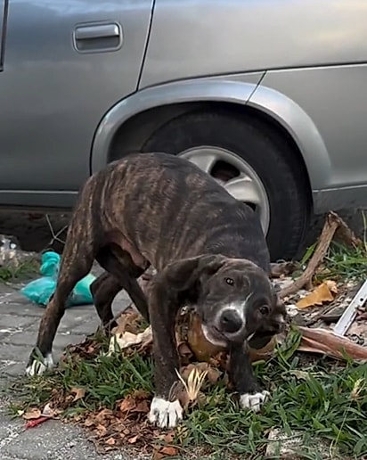 Rufus tinha muito medo de humanos.
