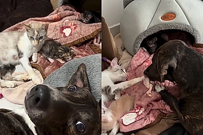Cão “descartado como lixo” é adotado e hoje cuida de filhotes de gata resgatada