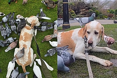 “Watson e seus pombos”: Cão pointer inglês chama atenção por ‘fazer amizade’ com dezenas de pombos em parque