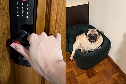 Mulher chega a casa e ouve barulho alto, então ela entende por que vizinhos pedem seu despejo.