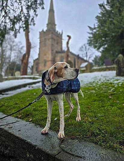 Watson, um pointer inglês de 10 anos.