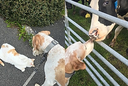 Watson curioso com outros animais.