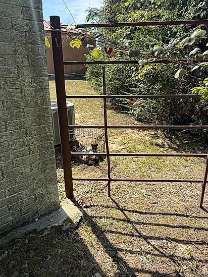 Cães em situação vulnerável presos em gaiola