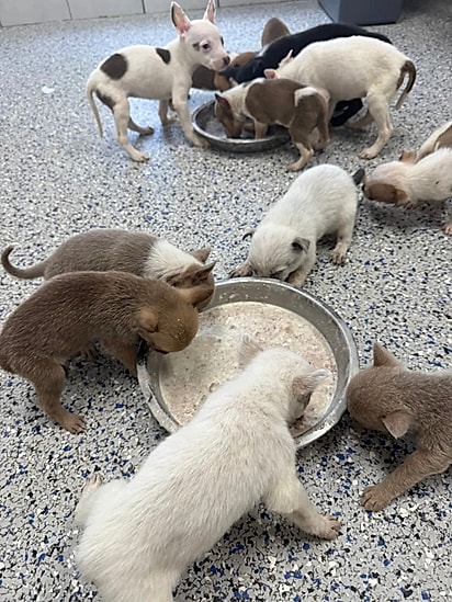 Cães se alimentando após serem socorridos
