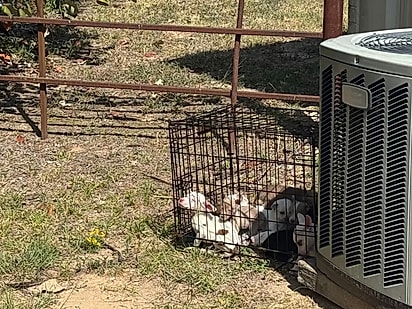 Cães em situação vulnerável