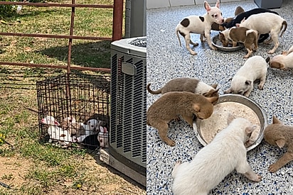 Mulher ouve choros atrás de prédio e encontra 16 filhotes amontoados em pequena gaiola