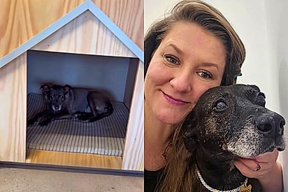 Cachorrinha idosa passa 12 anos esperando por uma família e é adotada no dia do aniversário