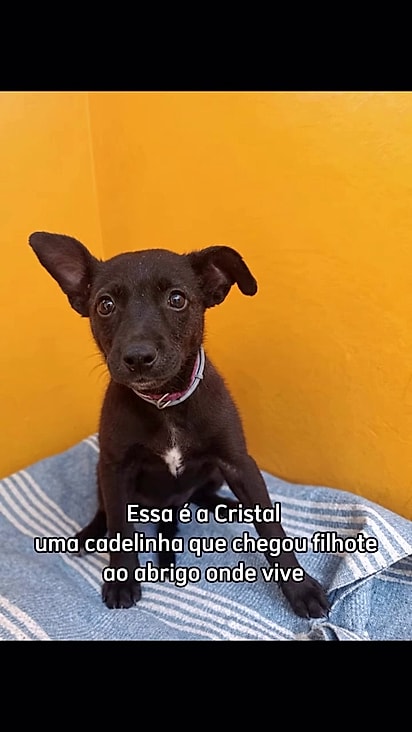 Cristal chegou no abrigo quando era filhote.