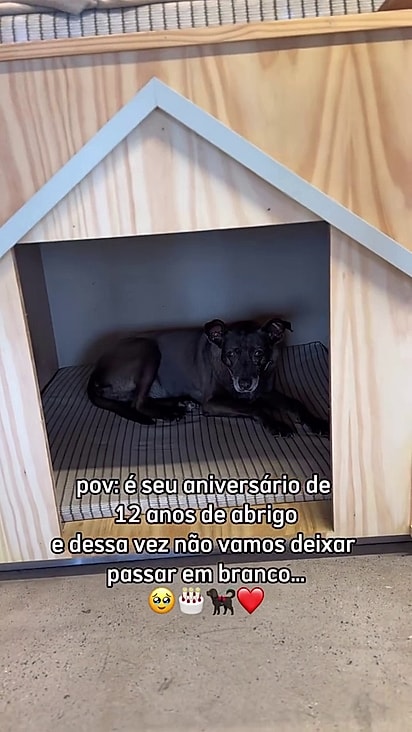 A cachorrinha esperou 12 anos por um lar.