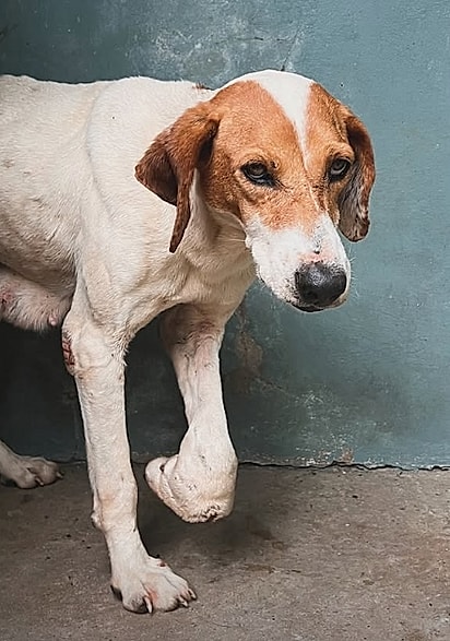 A cachorrinha tinha uma fratura na patinha.