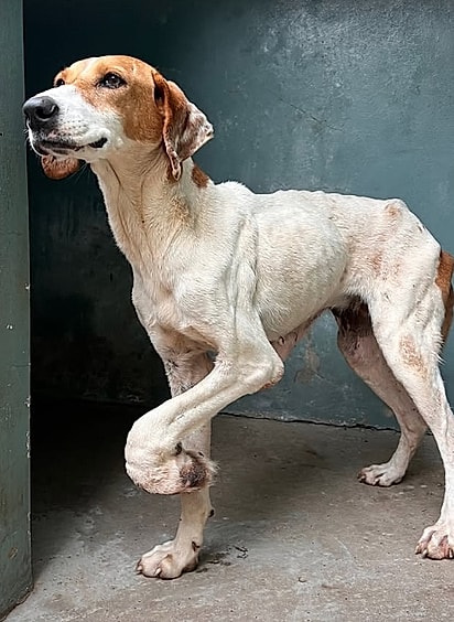Pipoca foi encontrada em estado crítico.