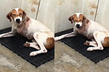 Cachorrinha resgatada em estado grave não consegue parar de ‘sorrir’