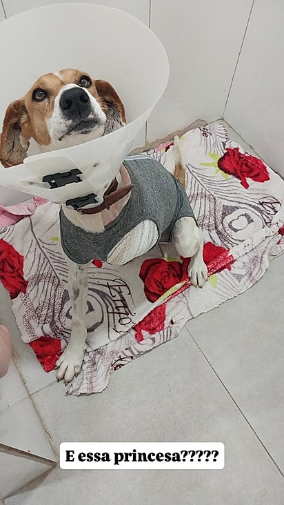 Pipoca se recuperou bem da cirurgia.