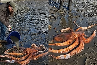 Família pede ajuda após encontrar a maior espécie de polvo do mundo encalhada na lama