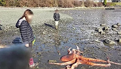 Uma menina de aproximadamente dez anos usou um balde de brinquedo para molhar o polvo.