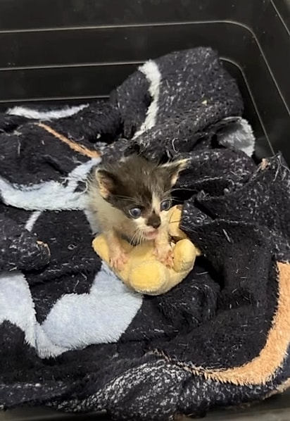 O gatinho ainda é muito pequeno. 