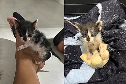 “Quanto mais feinho, mais bonito fica depois”: Jovem não consegue adotantes para gatinho por ele parecer um ‘filhote de saruê’