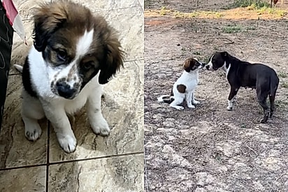 Falaram que ele ficaria igual ao Beethoven: Família adota cãozinho achando que ele seria um são-bernardo, mas pet cresce e fica diferente