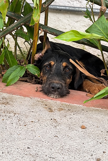 Cãozinho Milo