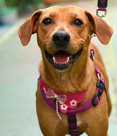 Cachorrinha Cocada
